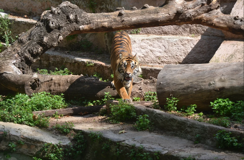 Tigre, Zoológico de Barcelona