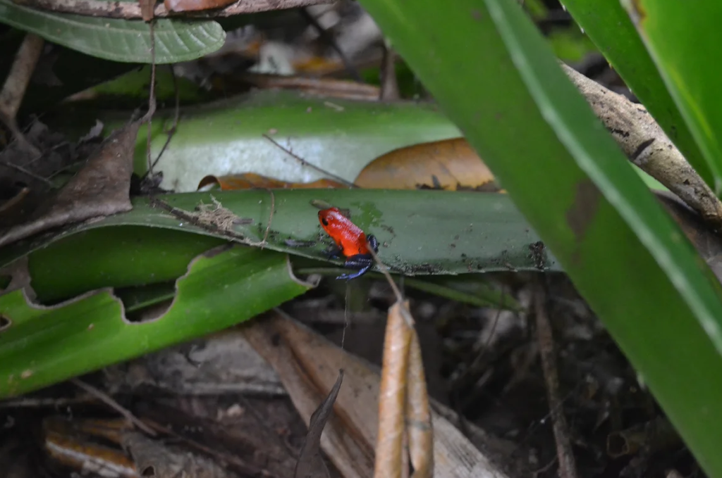 Rana roja Tirimbina – Biological Reserve & Rainforest Lodge