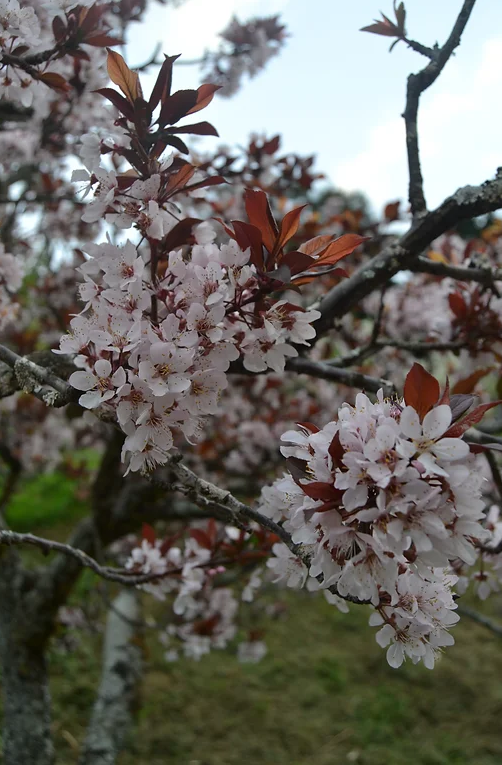 Cerezos floreados, Cerro de la Muerte Costa Rica